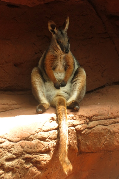 Wildlife Sydney Zoo - #5