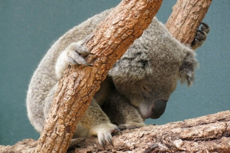 Wildlife Sydney Zoo - #6